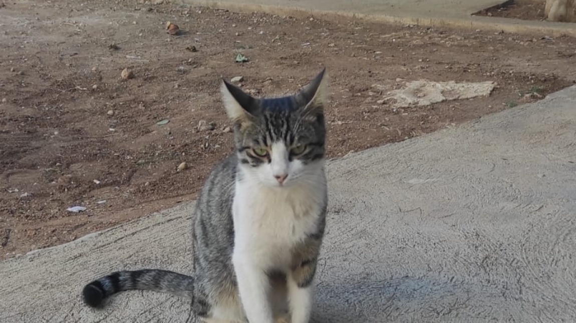 4 EKİM HAYVANLARI KORUMA GÜNÜ